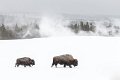 51 Yellowstone NP, bizons